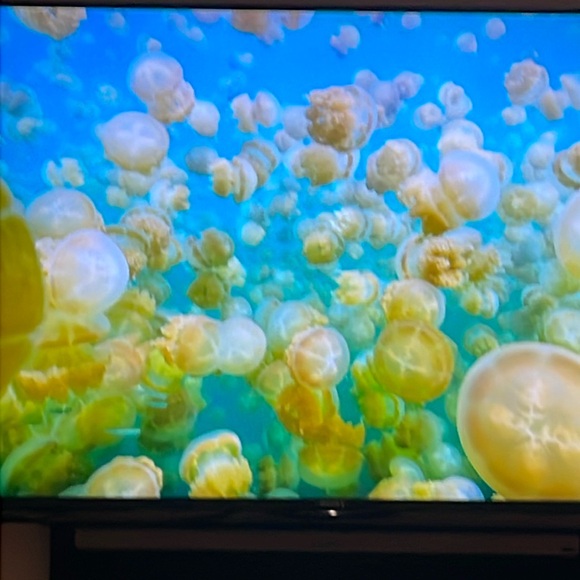 Meet your Posher, Trevor - Picture 1 of 1